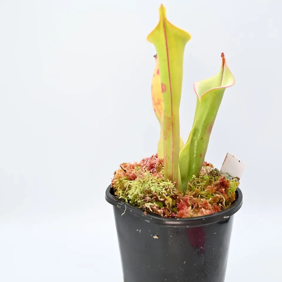 Heliamphora tatei (Cerro Duida) AW 01 — photo 1 from the original listing