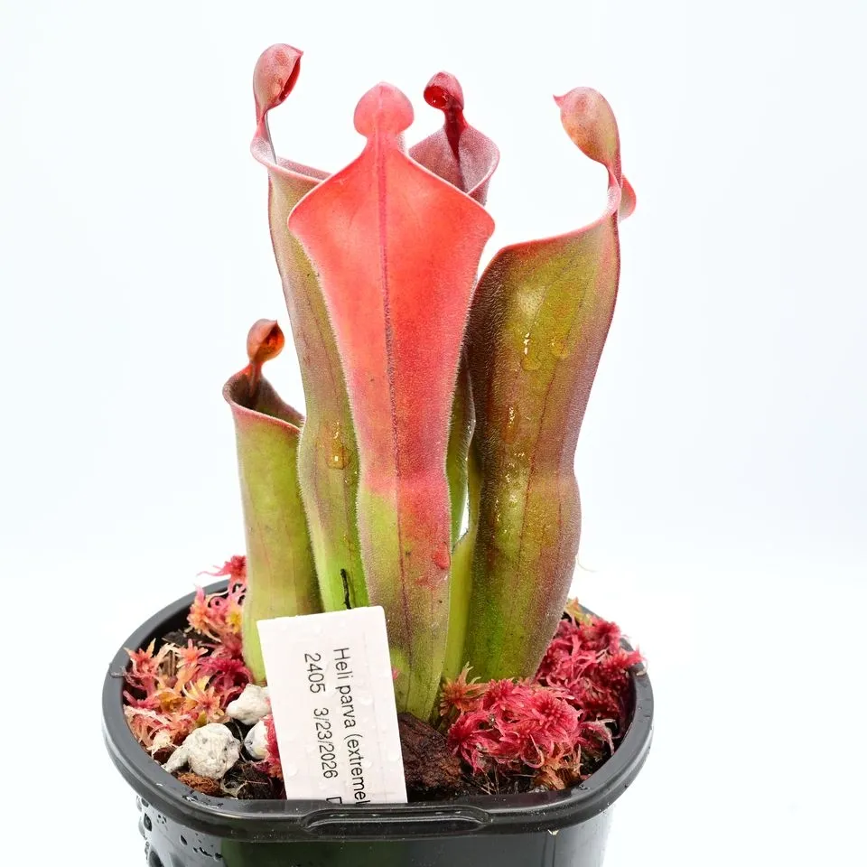 Heliamphora parva (extremely hairy) x minor var. pilosa (Luna) — photo 1 from the original listing