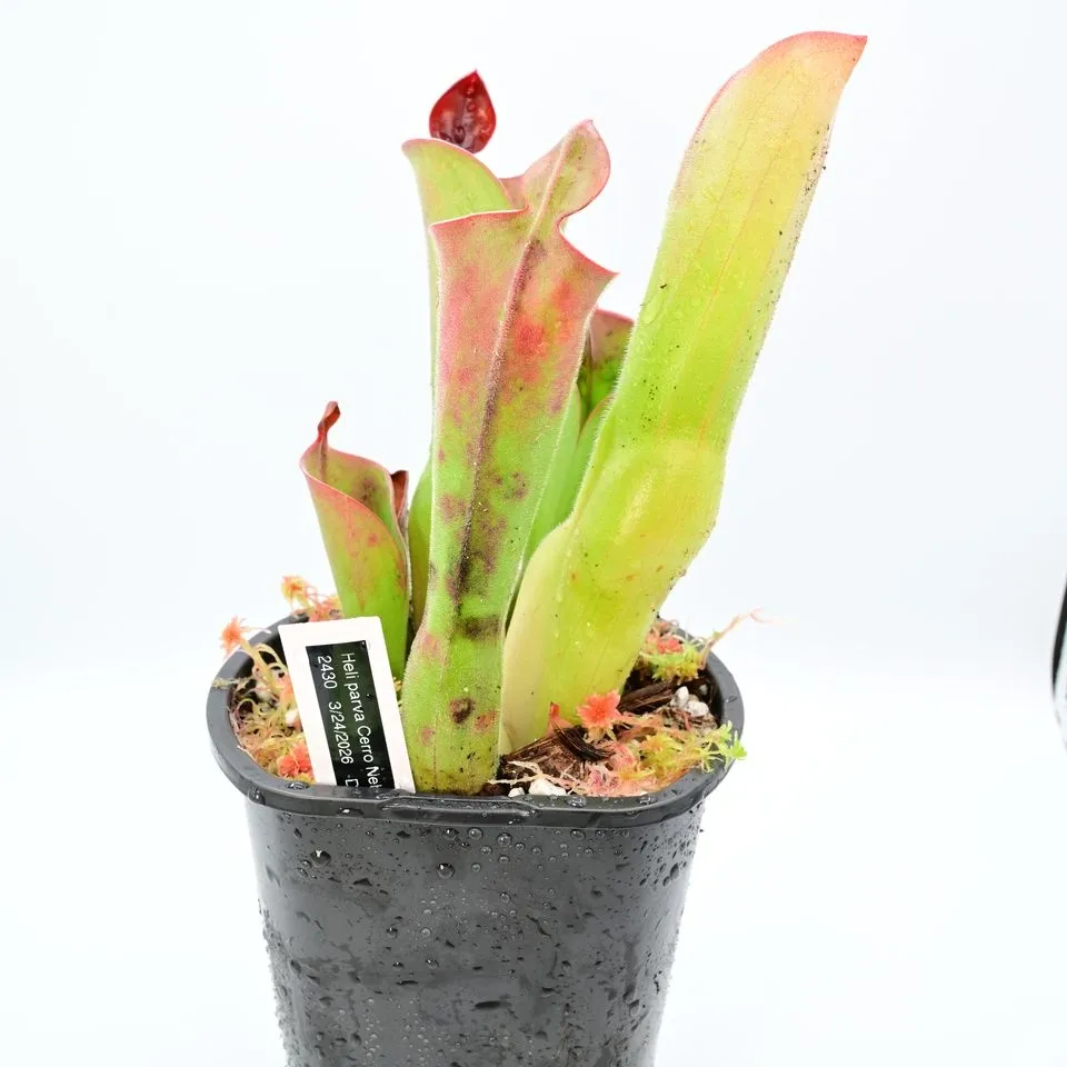 Heliamphora parva Cerra Neblina BCP-H1842 — photo 1 from the original listing