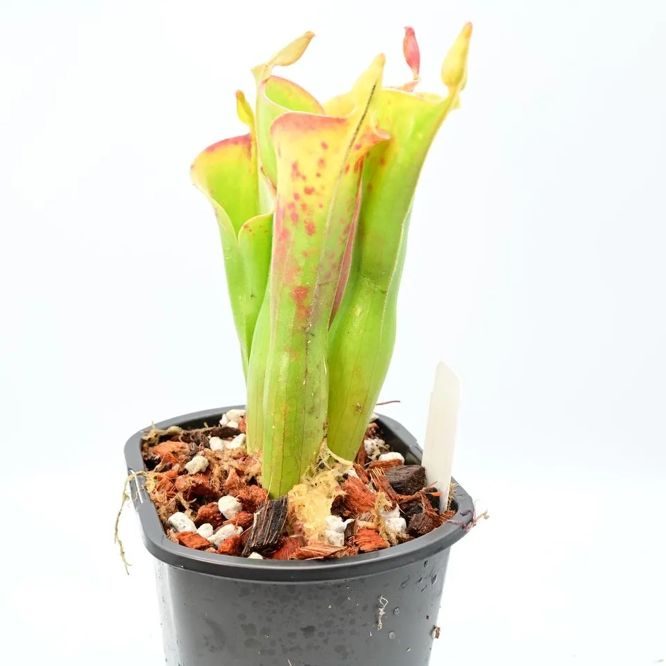 Heliamphora parva — photo 1 from the original listing