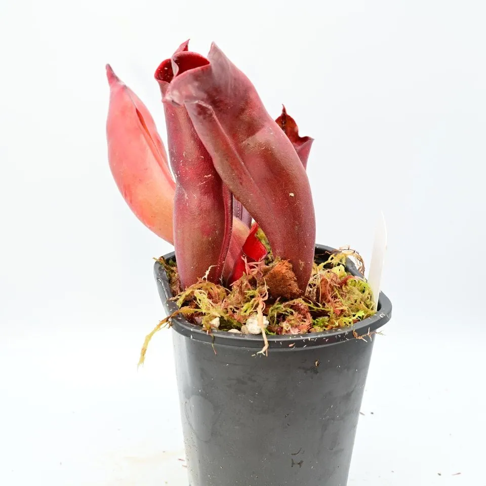 Heliamphora sarracenioides giant red x ionasi Killer Giant #2 — photo 1 from the original listing