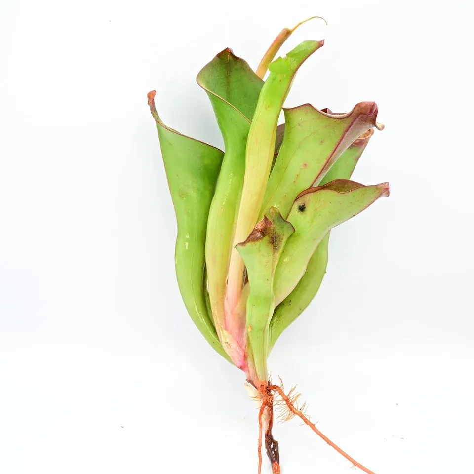 Heliamphora exappendiculata x (heterodoxa x ionasi) — photo 1 from the original listing