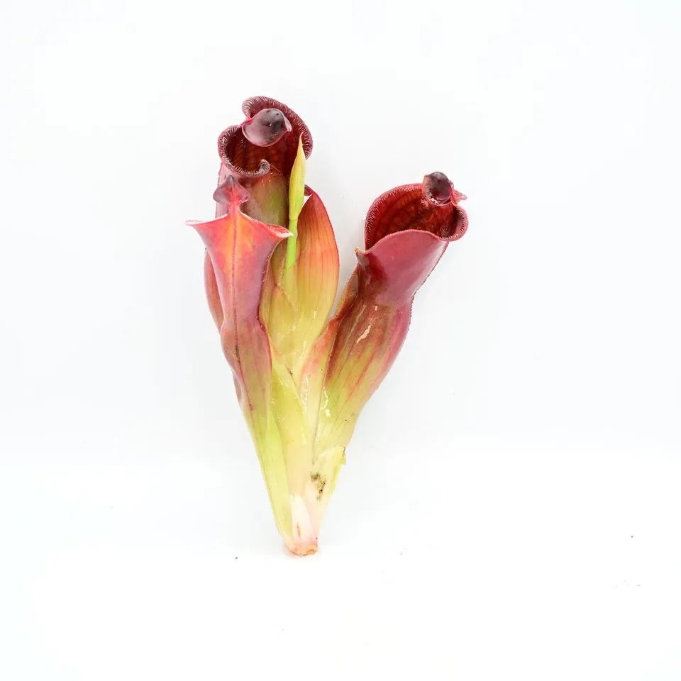 Heliamphora minor x macdonaldae DL-U29 — photo 1 from the original listing