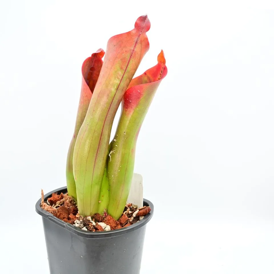 Heliamphora ceracea (Cerra Neblina) AW 01 — photo 1 from the original listing