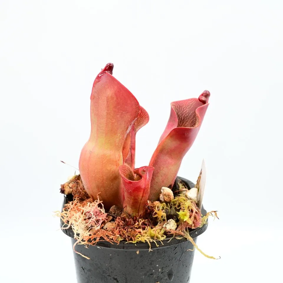 Heliamphora ionasi 'Killer 1' x pulchella Churi — photo 1 from the original listing