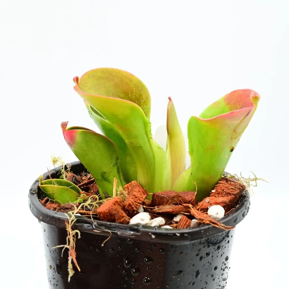 Heliamphora pulchella (Tirepon Tepui) AW 02 — photo 1 from the original listing