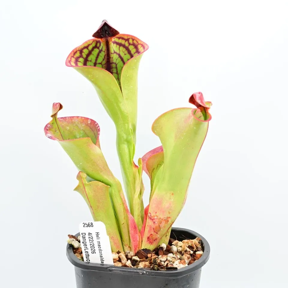 Heliamphora macdonaldae — photo 1 from the original listing