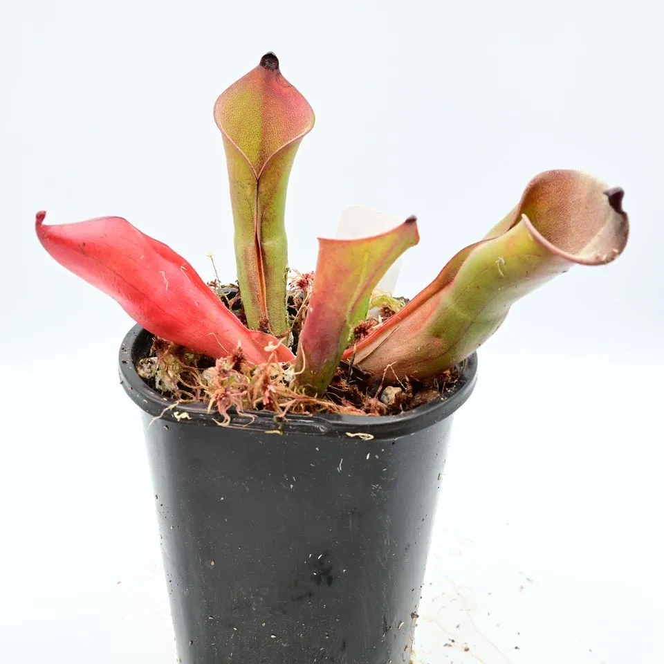 Heliamphora electrum (Cerro Venamo) AW 01 — photo 1 from the original listing