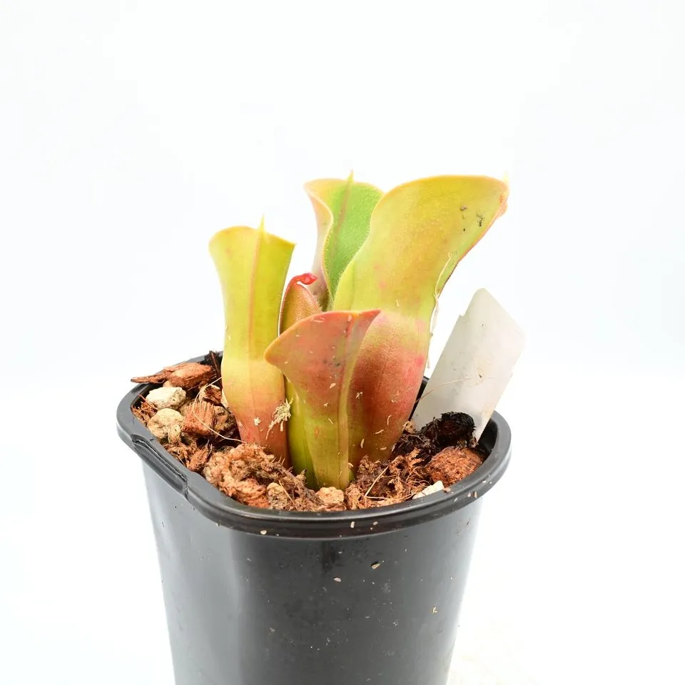 Heliamphora minor var pilosa (Auyan) AW 10 — photo 1 from the original listing