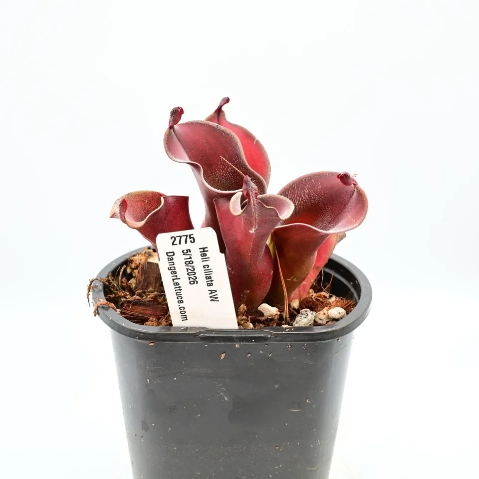 Heliamphora ciliata — photo 1 from the original listing