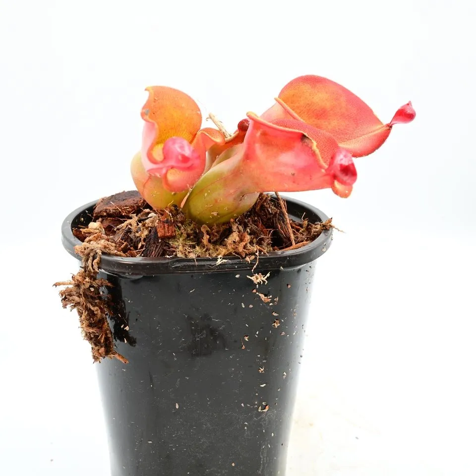 Heliamphora ionasi "Zappergeck" — photo 1 from the original listing