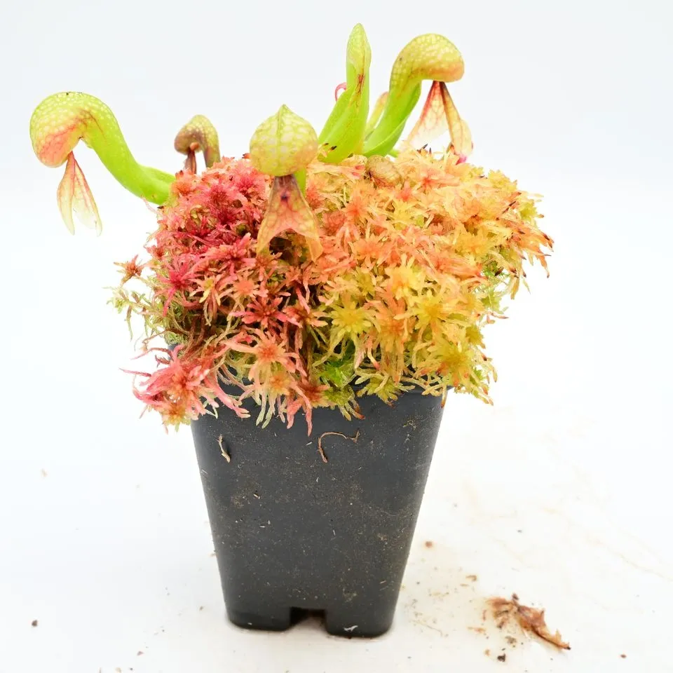 Darlingtonia — a plant from the current register