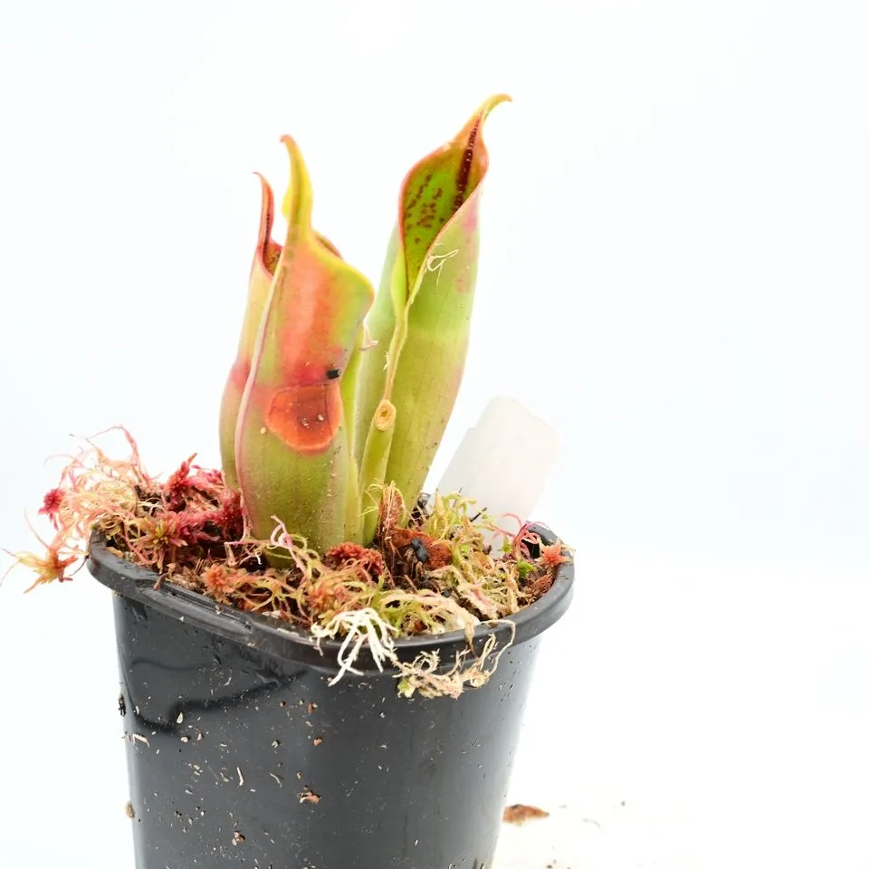 Heliamphora sarracenioides x minor Burgundy Black — photo 1 from the original listing