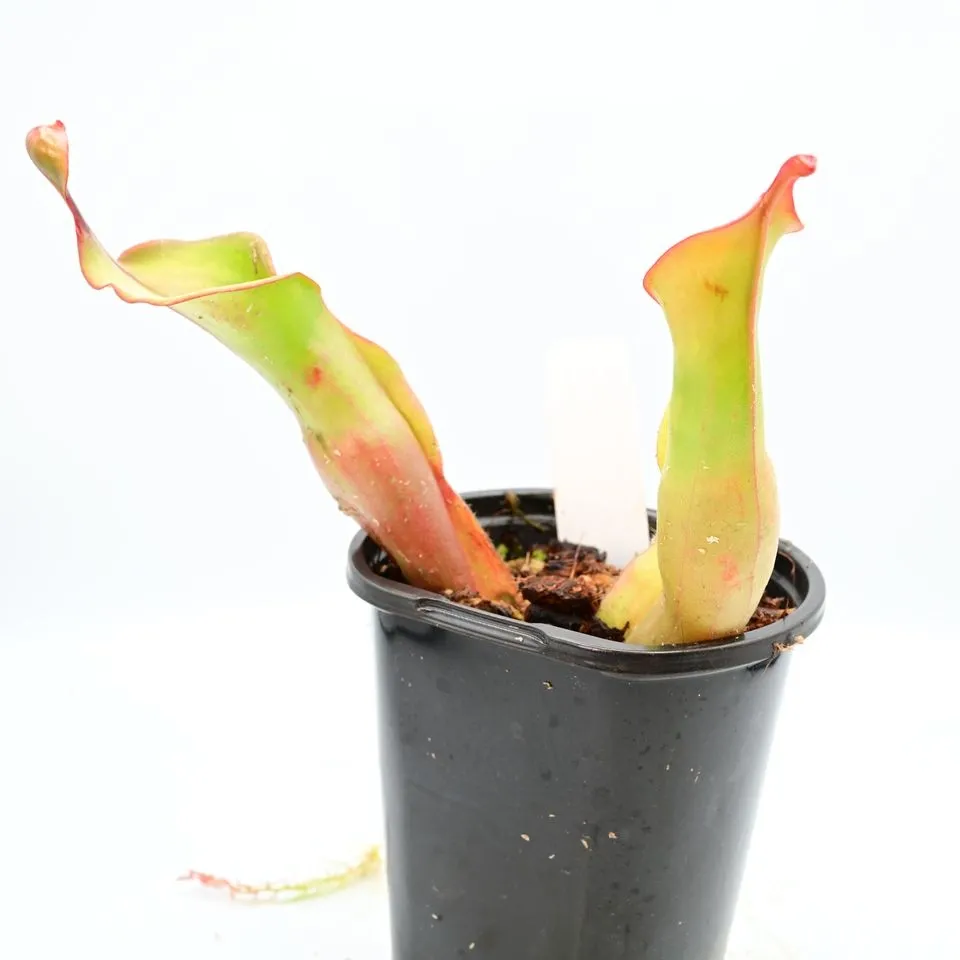 Heliamphora — a plant from the current register