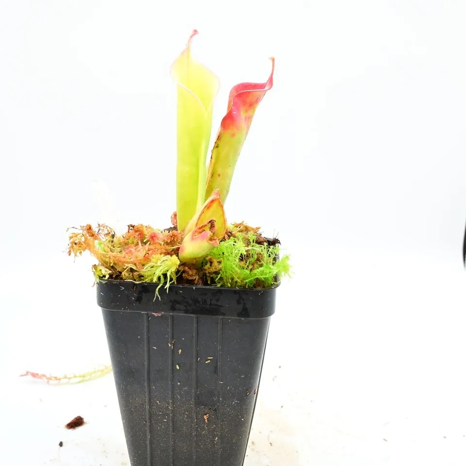 Heliamphora tatei (Cerro Marahuaca) — photo 1 from the original listing