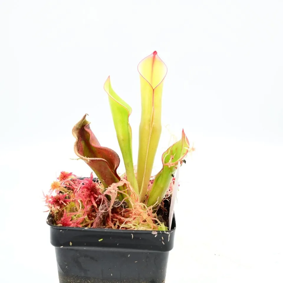 Heliamphora spec nov. Akopan AW 02 — photo 1 from the original listing