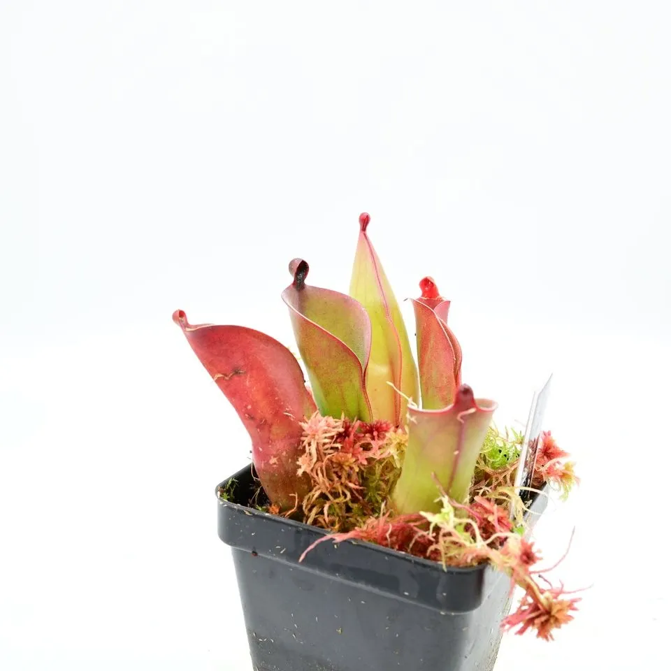Heliamphora huberi (Amuri) AW 02 — photo 1 from the original listing