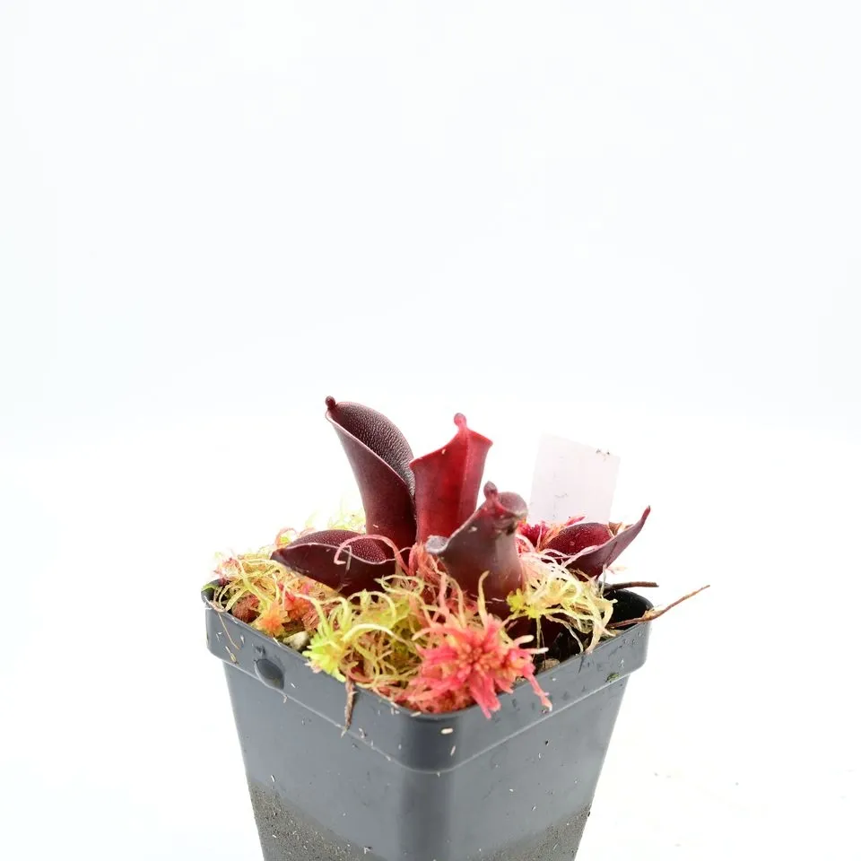 Heliamphora pulchella 'Super Red' Akopan BCP-H1645 — photo 1 from the original listing