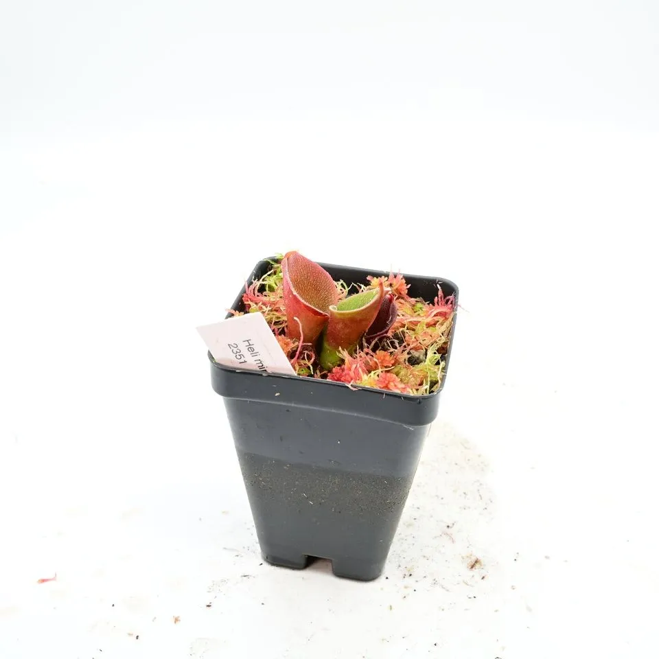 Heliamphora minor var pilosa (Auyan) AW 03 — photo 1 from the original listing