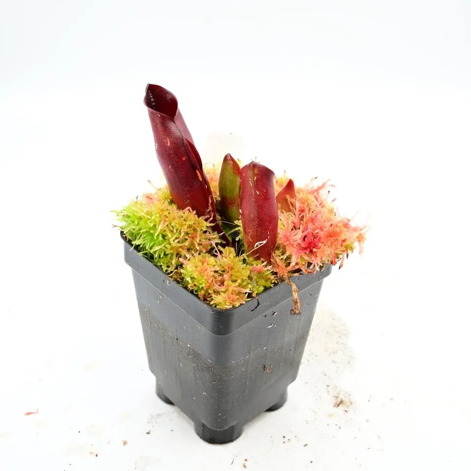 Heliamphora sarracenioides AW 06 — photo 1 from the original listing