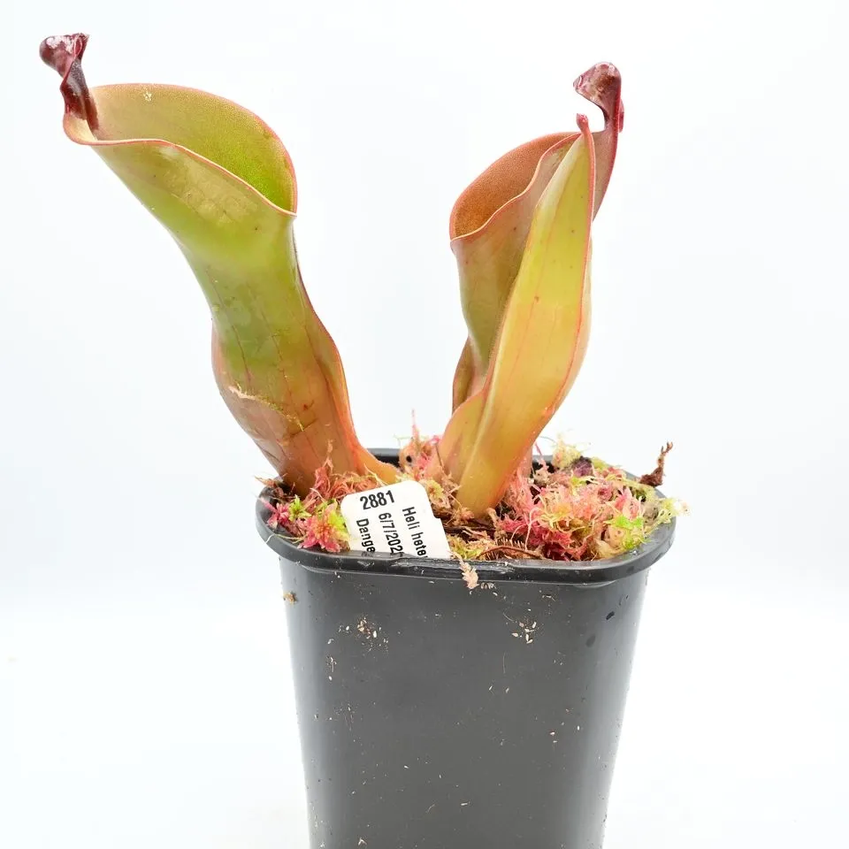 Heliamphora heterodoxa x ionasi — photo 1 from the original listing