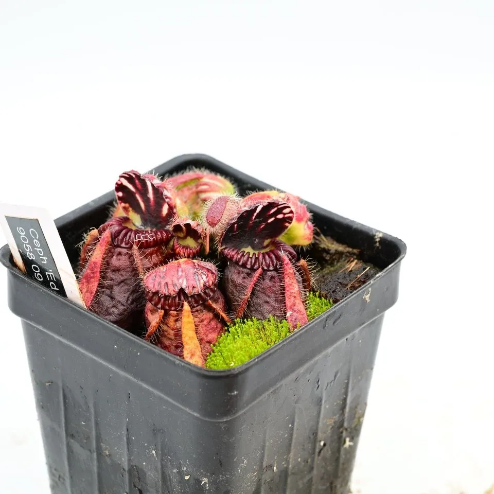 Cephalotus — a plant from the current register