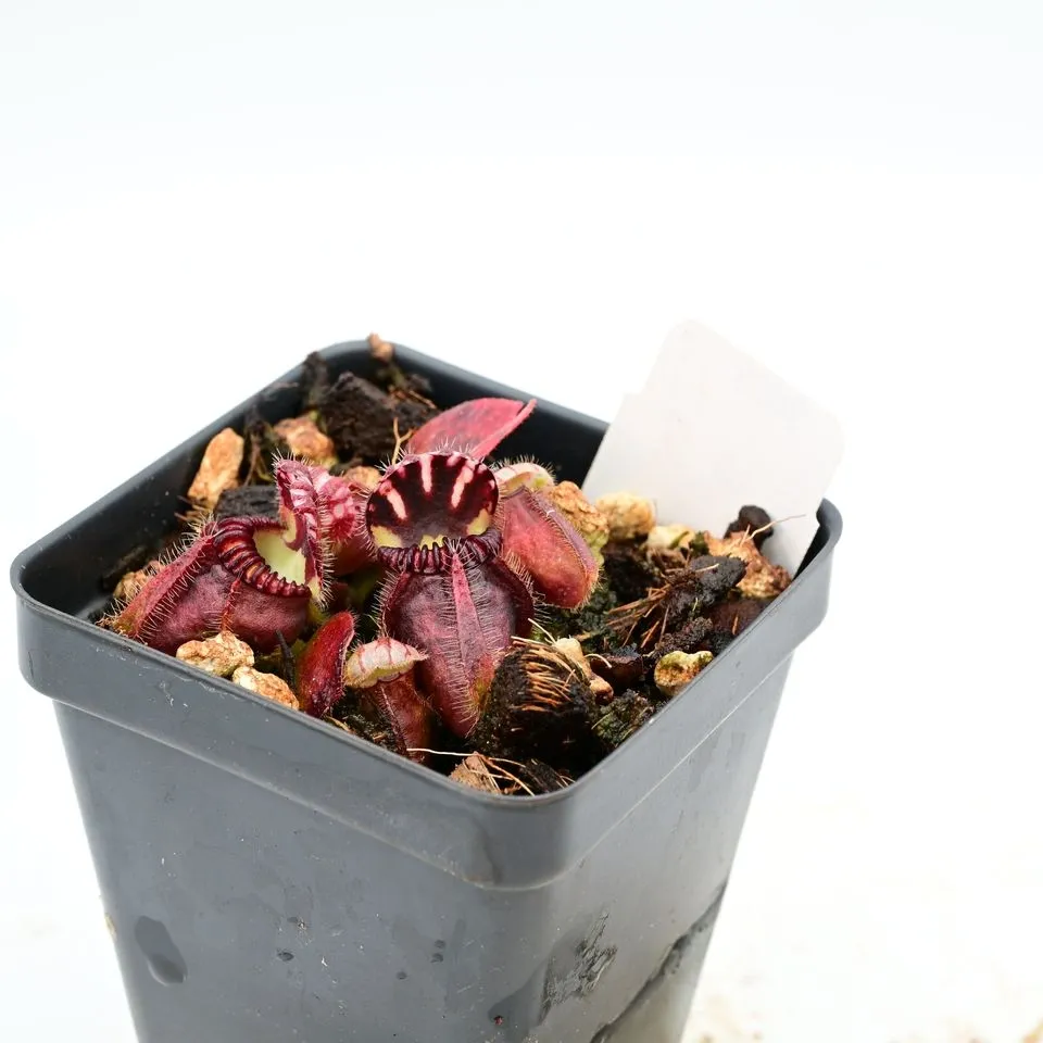 Cephalotus Hummer's Giant — photo 1 from the original listing