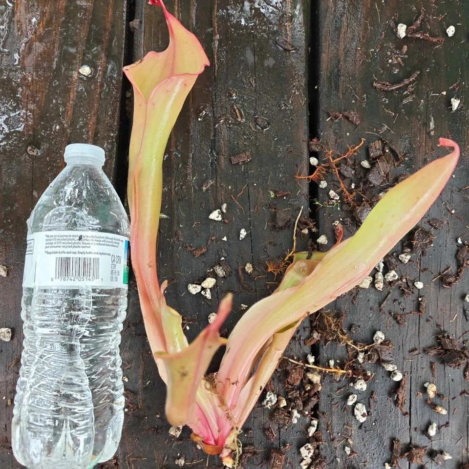 Heliamphora Godzilla — photo 1 from the original listing